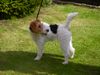 Foxterrier Drahthaar Foto: was siehe ich den da ! (ID 23764) Foxterrier Drahthaar Hund