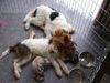 Foxterrier Drahthaar Foto: wir lieben es zo zu schlafen (ID 23376) Foxterrier Drahthaar Hund