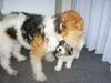 Foxterrier Drahthaar Foto: Wir beiden sind sehr schone foxterriers (ID 23177) Foxterrier Drahthaar Hund
