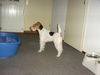 Foxterrier Drahthaar Foto: Ich kan sehr gut warten ob ich was bekomme . Daisy (ID 28805) Foxterrier Drahthaar Hund