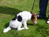 Foxterrier Drahthaar Foto: Ich bin eine sehr schone drahthaar foxterrier ! (ID 23765) Foxterrier Drahthaar Hund