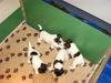 Foxterrier Drahthaar Foto: zusammen spielen ist sehr schon und wir tun das auch gerne (ID 23871) Foxterrier Drahthaar Hund