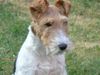 Foxterrier Drahthaar Hund