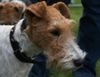 Foxterrier Drahthaar Foto: Der Sehr schone Daisy (ID 39408) Foxterrier Drahthaar Hund
