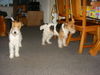 Foxterrier Drahthaar Foto: Wir sind die liebste drahthaar Foxterriers , Timmie und Daisy. (ID 28806) Foxterrier Drahthaar Hund