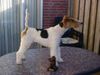 Foxterrier Drahthaar Foto: Ich bin der schonheit selbe ! (ID 32162) Foxterrier Drahthaar Hund