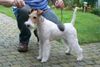 Foxterrier Drahthaar Foto: Ich bin eine schonheit ! Daisy. (ID 34590) Foxterrier Drahthaar Hund
