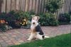 Foxterrier Drahthaar Foto: der schone und kleine Timmie. (ID 26575) Foxterrier Drahthaar Hund