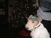 Foxterrier Drahthaar Foto: ich bin die lustige drahthaar foxterrier (ID 26899) Foxterrier Drahthaar Hund