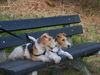 Foxterrier Drahthaar Foto: Wir als mutter und Tochter lieben uns sehr. (ID 25432) Foxterrier Drahthaar Hund