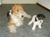 Foxterrier Drahthaar Foto: Mutter Timmie und Tochter Tessa ! (ID 25668) Foxterrier Drahthaar Hund
