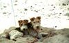 Foxterrier Drahthaar Foto: Wir lieben uns fur immer ! (ID 23710) Foxterrier Drahthaar Hund