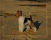 Foxterrier Drahthaar Foto: mein name ist Spike und ich bin wirklich eine schonheit ! (ID 23654) Foxterrier Drahthaar Hund