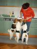 Foxterrier Drahthaar Foto: Der Sahne smekt uns sehr gut ! (ID 29841) Foxterrier Drahthaar Hund