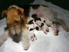 Foxterrier Drahthaar Foto: eine sehr glucklichen Mutter Timmie ! (ID 26768) Foxterrier Drahthaar Hund