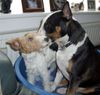 Foxterrier Drahthaar Foto: Ist das liebe auf das erste gesicht ? (ID 31316) Foxterrier Drahthaar Hund