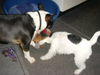 Foxterrier Drahthaar Foto: spielen miteinder das ist schon . (ID 29003) Foxterrier Drahthaar Hund