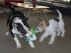 Foxterrier Drahthaar Foto: Der Bulterrier und der Drahthaar Foxterrier (ID 28604) Foxterrier Drahthaar Hund