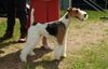 Foxterrier Drahthaar Foto: Eine schone Drahthaar Foxterrier (ID 33756) Foxterrier Drahthaar Hund