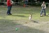 Foxterrier Drahthaar Foto: Ich komme in Action ! (ID 34458) Foxterrier Drahthaar Hund