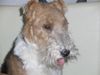 Foxterrier Drahthaar Foto: Ich bin der schonheit selbe ! (ID 28621) Foxterrier Drahthaar Hund