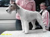 Foxterrier Drahthaar Foto: gleich geht es in den Ring (ID 33287) Foxterrier Drahthaar Hund