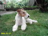 Foxterrier Drahthaar Foto: süße Netty (ID 33062) Foxterrier Drahthaar Hund