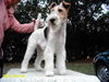 Foxterrier Drahthaar Foto: Wie seh ich aus? (ID 33262) Foxterrier Drahthaar Hund