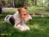 Foxterrier Drahthaar Foto: Netty (ID 33560) Foxterrier Drahthaar Hund