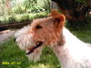 Foxterrier Drahthaar Foto: Netty im Profil (ID 33119) Foxterrier Drahthaar Hund