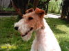 Foxterrier Drahthaar Foto: bin schön (ID 33127) Foxterrier Drahthaar Hund