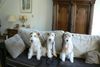 Foxterrier Drahthaar Foto: Drei generationen Foxterrier , Oma, Mutter, Tochter (ID 35805) Foxterrier Drahthaar Hund