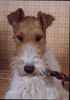 Foxterrier Drahthaar Foto: Ich bin eine schonheit ! Daisy (ID 28055) Foxterrier Drahthaar Hund