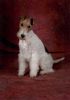 Foxterrier Drahthaar Foto: Ich bin eine sehr schone Drahthaar Foxterrier ! Daisy (ID 38474) Foxterrier Drahthaar Hund