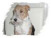 Foxterrier Drahthaar Foto: Ich bin sehr schon (ID 28605) Foxterrier Drahthaar Hund