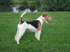 Foxterrier Drahthaar Foto: Ich bin eine sehr schone drahthaar foxterrier (ID 23500) Foxterrier Drahthaar Hund