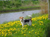 Foxterrier Drahthaar Foto: Endlich jetzt ist der fruhling begonnen (ID 31330) Foxterrier Drahthaar Hund