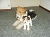 Foxterrier Drahthaar Foto: wir zwei haben uns sehr lieb ! (ID 23818) Foxterrier Drahthaar Hund