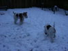 Foxterrier Drahthaar Foto: Mutter Timmie und Tochter Daisy zusammen in der Schnee ! (ID 27000) Foxterrier Drahthaar Hund