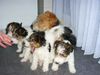 Foxterrier Drahthaar Foto: Mutter Timmie mit Daisy, Tessa, Bobbie, Rex (ID 23867) Foxterrier Drahthaar Hund