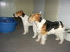 Foxterrier Drahthaar Foto: Mutter und Tochter ! (ID 28807) Foxterrier Drahthaar Hund