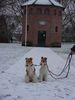 Foxterrier Drahthaar Foto: Wir beiden fur eine kleine kapelle im schnee ! (ID 27731) Foxterrier Drahthaar Hund