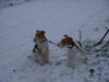 Foxterrier Drahthaar Foto: Wir beiden als Mutter und Tochter im schnee ! (ID 27887) Foxterrier Drahthaar Hund