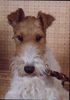 Foxterrier Drahthaar Foto: Eine kleine schone Daisy ! (ID 28264) Foxterrier Drahthaar Hund