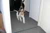 Foxterrier Drahthaar Foto: Ich bin der schone Daisy ! (ID 34457) Foxterrier Drahthaar Hund