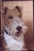 Foxterrier Drahthaar Foto: Ich bin eine schonheit ! Timmie (ID 28054) Foxterrier Drahthaar Hund