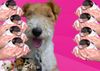 Foxterrier Drahthaar Foto: Wir sind eine glucklichen familie ! (ID 23502) Foxterrier Drahthaar Hund