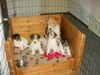 Foxterrier Drahthaar Foto: Wir lieben unsere Mutter Timmie ! (ID 23530) Foxterrier Drahthaar Hund