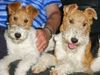 Foxterrier Drahthaar Foto: Wir lieben uns fur immer. (ID 22902) Foxterrier Drahthaar Hund