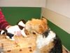 Foxterrier Drahthaar Foto: Das ist meine liebe Mutter ! (ID 23873) Foxterrier Drahthaar Hund